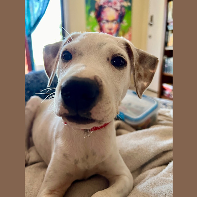 Photo of Lillie White