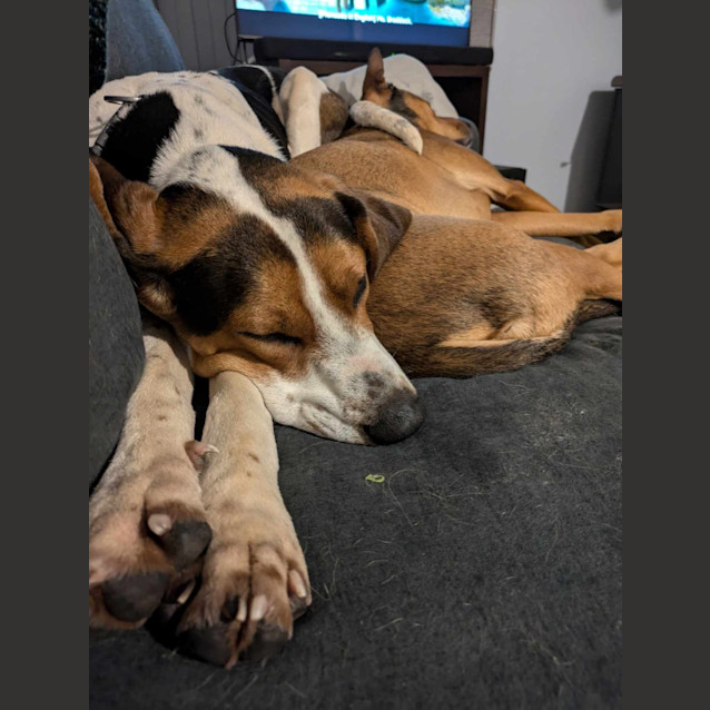 Photo of Scout