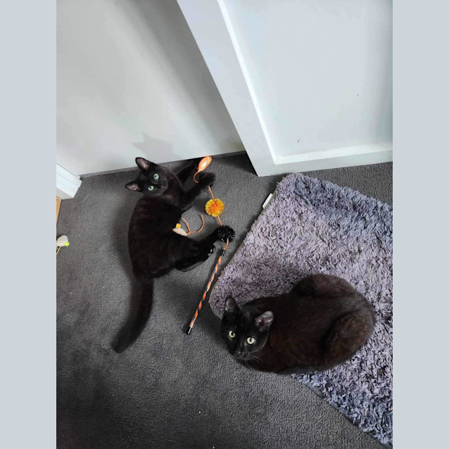 Photo of Storm & Bear