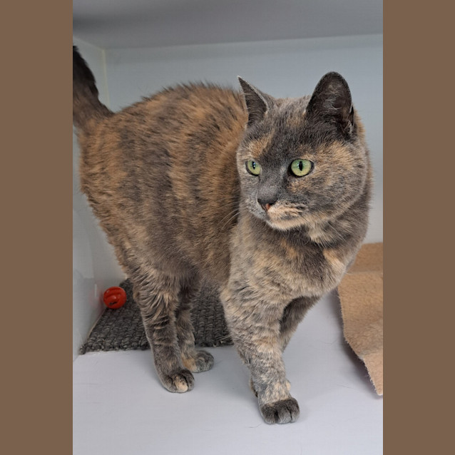 Photo of Nala