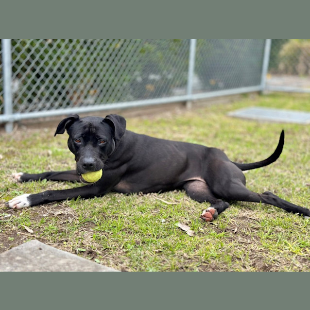 Photo of Nala 
