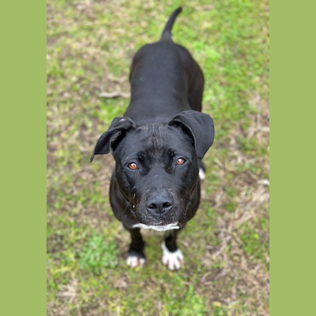 Photo of Nala 