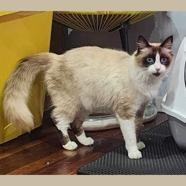 Photo of Diesel