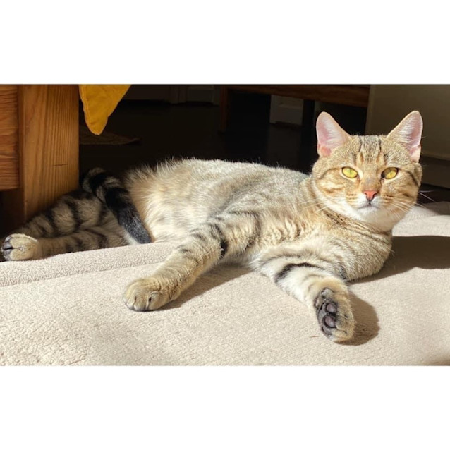 Photo of 10864   Fish