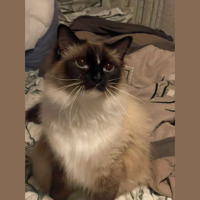 Photo of Vega ~ Bella 