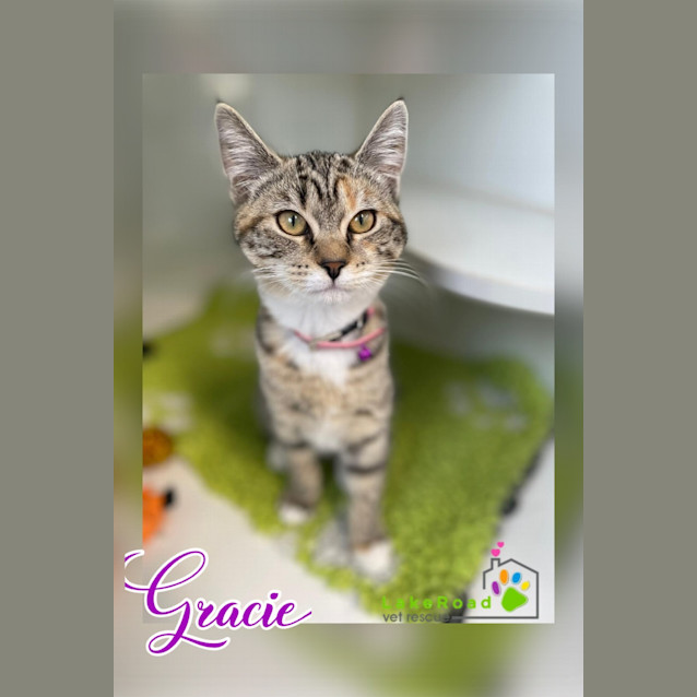 Photo of Gracie