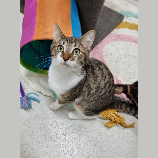 Photo of Tiger