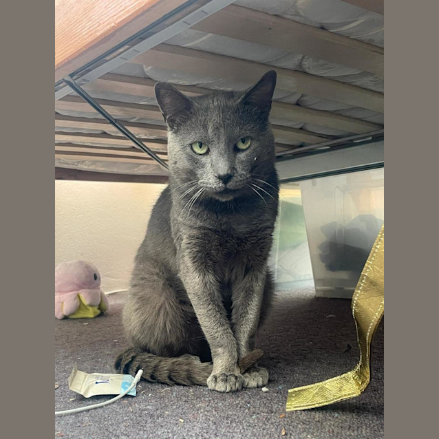 Photo of Grayson