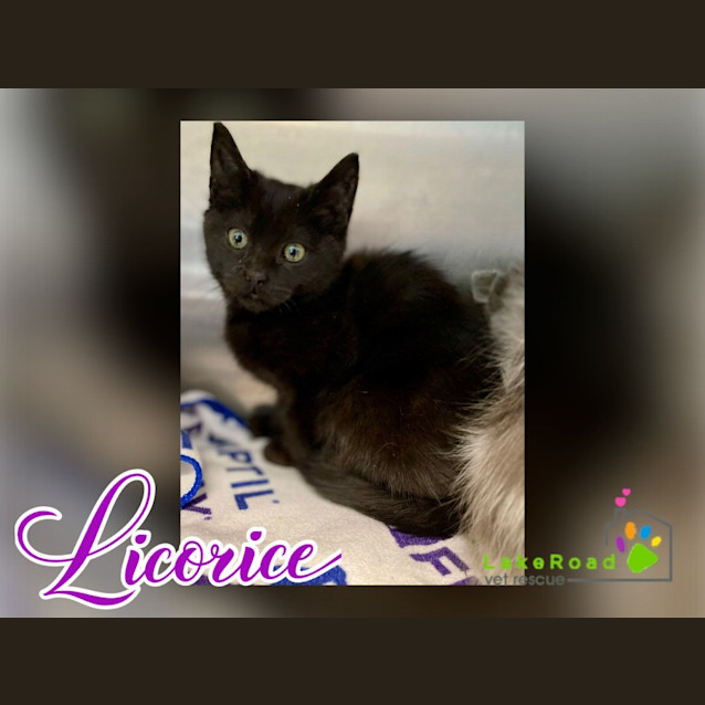 Photo of Licorice