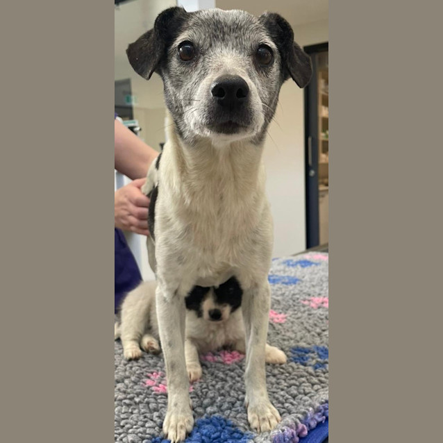 Photo of Sooty & Chance