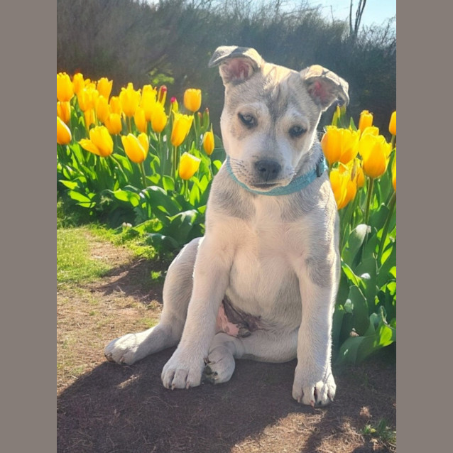 Photo of Chief   9 Week Old Husky X (Trial)