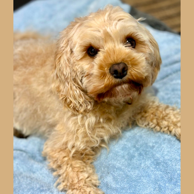 Photo of Bickie