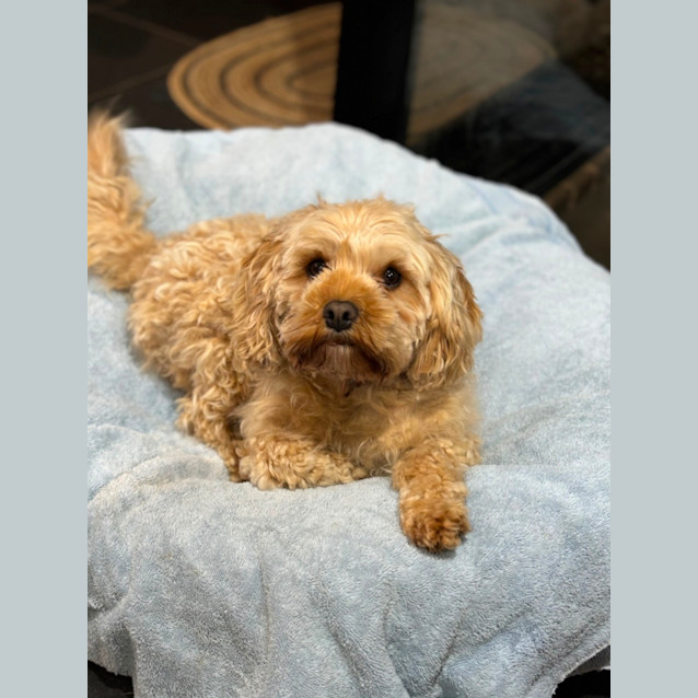 Photo of Bickie