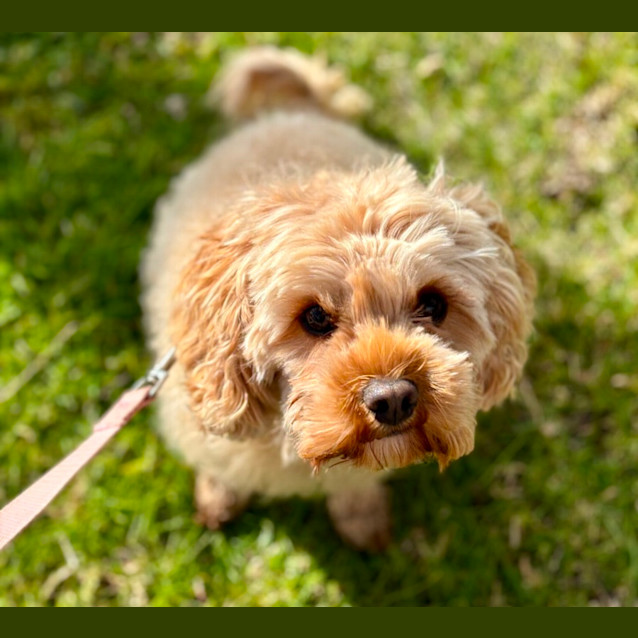 Photo of Bickie
