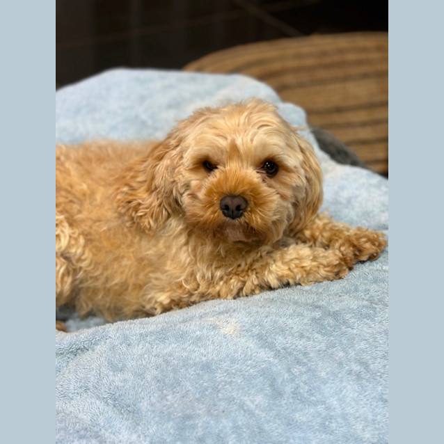 Photo of Bickie