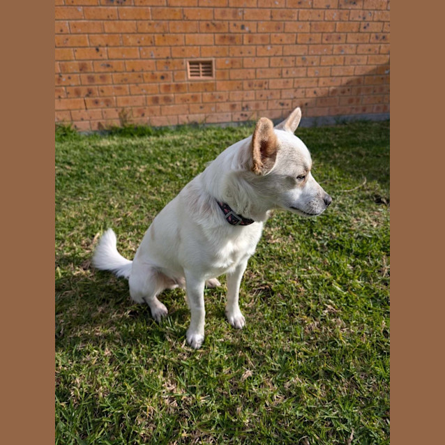 Photo of Ollie   1 Year Old Fox Terrier