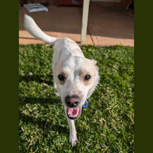 Photo of Ollie   1 Year Old Fox Terrier