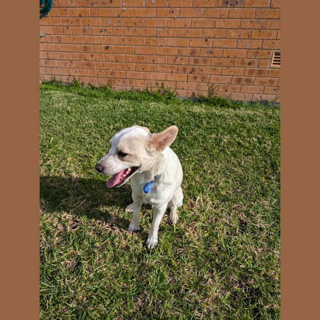 Photo of Ollie   1 Year Old Fox Terrier