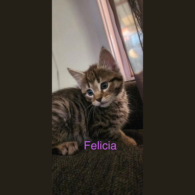 Photo of Felicia