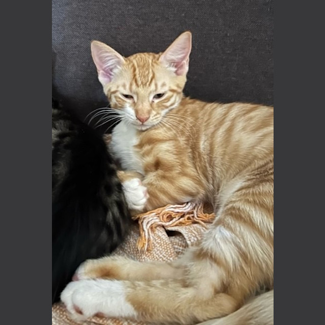 Photo of Lemon