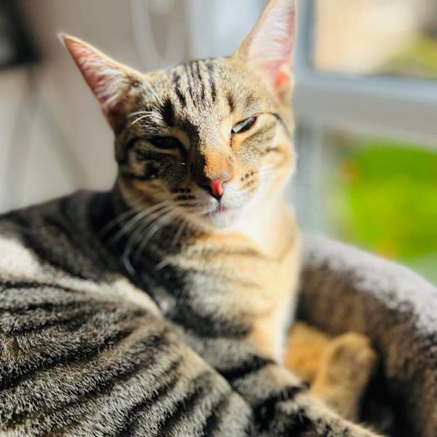 Photo of Levi   Located In Frankston