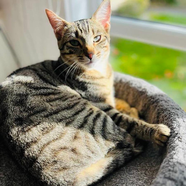 Photo of Levi   Located In Frankston