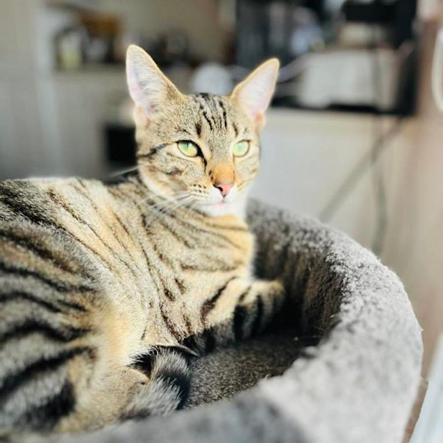 Photo of Levi   Located In Frankston