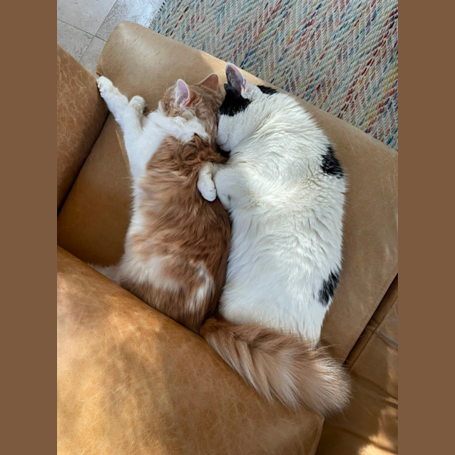 Photo of Bailey 💙