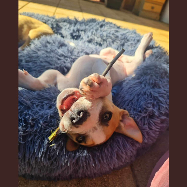 Photo of Rafa 🐶💙