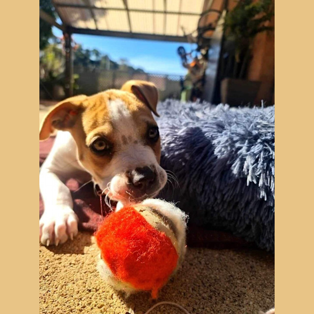 Photo of Rafa 🐶💙