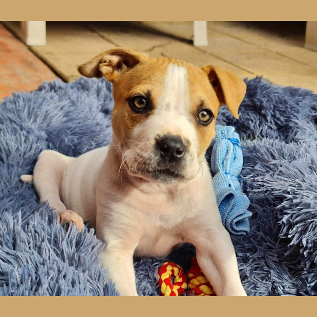 Photo of Rafa 🐶💙