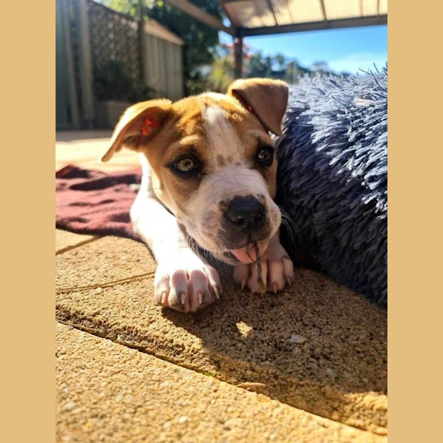 Photo of Rafa 🐶💙