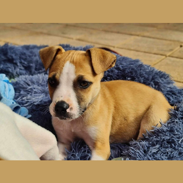 Photo of Roger 🐕🧡