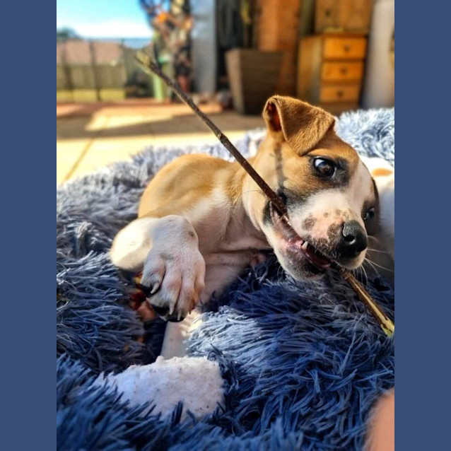 Photo of Roger 🐕🧡