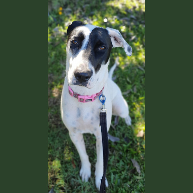 Photo of Sundae *$150 Adoption Fee*