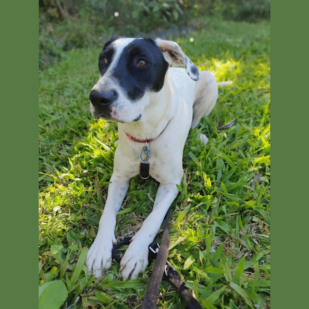 Photo of Sundae *$150 Adoption Fee*