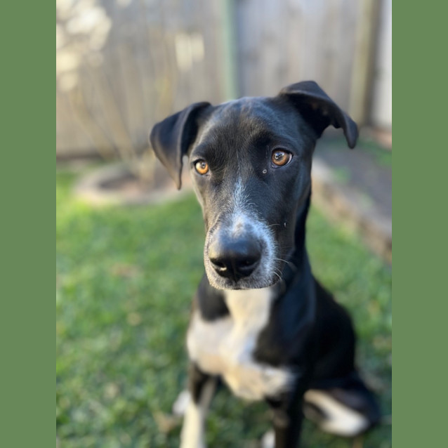 Photo of Kandie *$250 Adoption Fee*