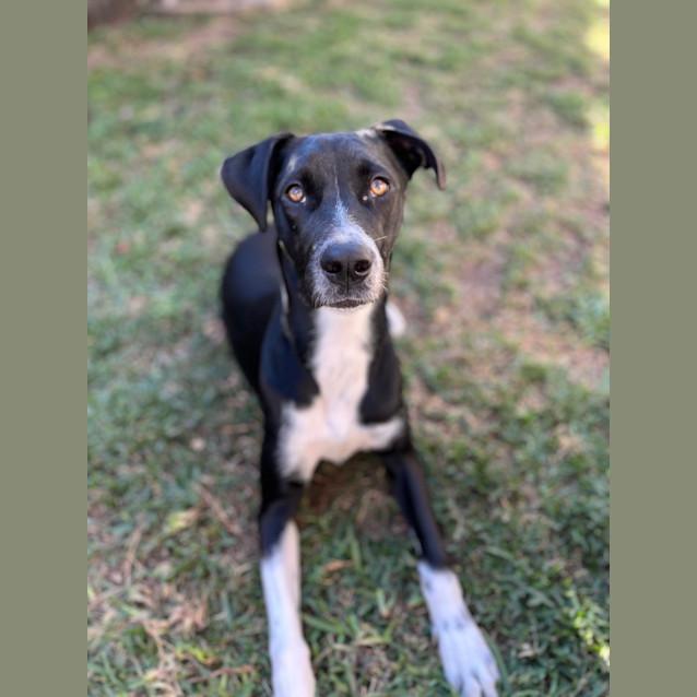 Photo of Kandie *$250 Adoption Fee*