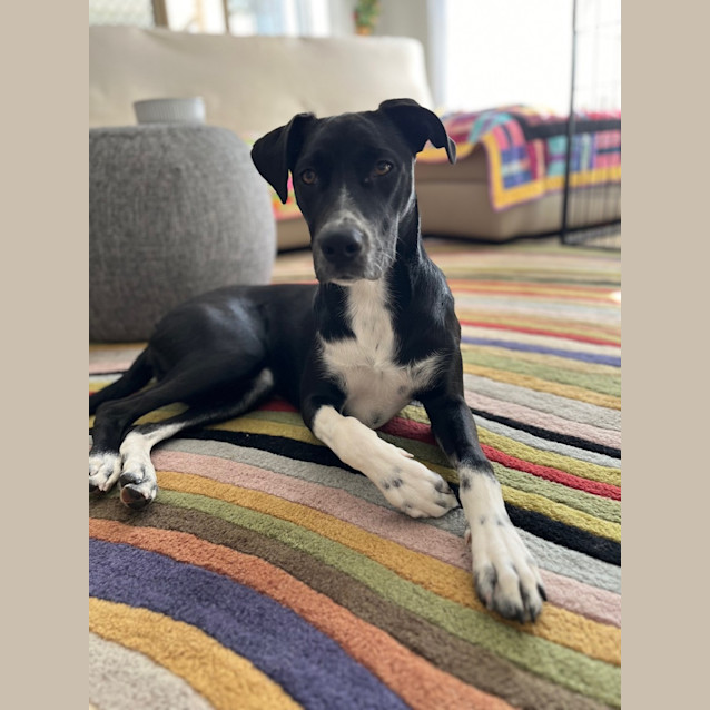 Photo of Kandie *$250 Adoption Fee*