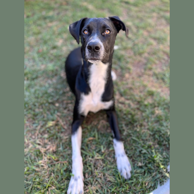 Photo of Kandie *$250 Adoption Fee*