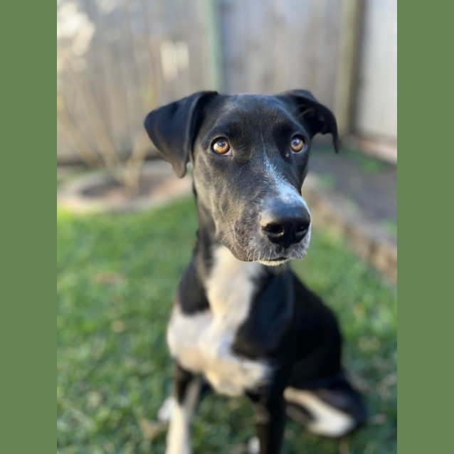 Photo of Kandie *$250 Adoption Fee*