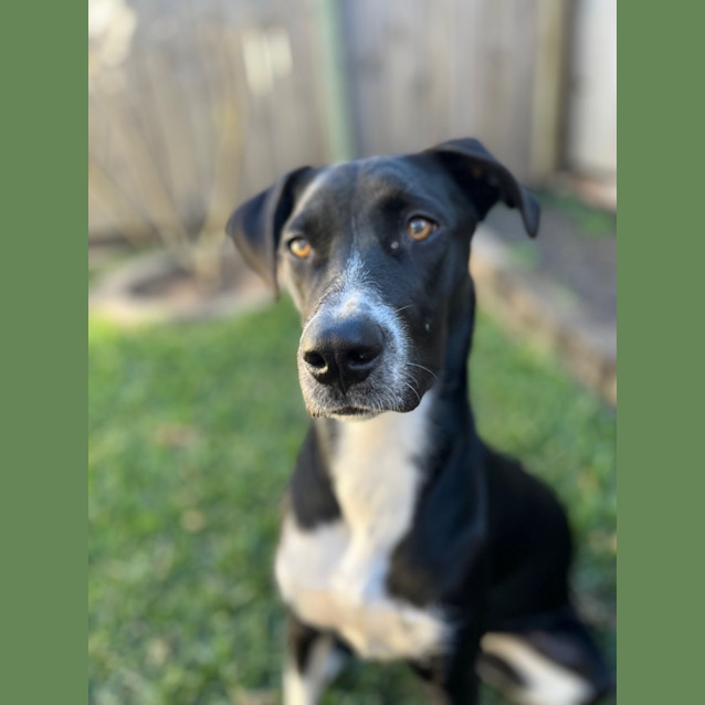 Photo of Kandie *$250 Adoption Fee*