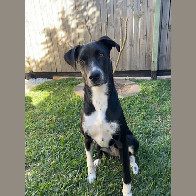 Photo of Kandie *$250 Adoption Fee*