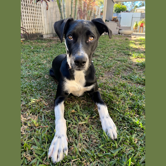 Photo of Kandie *$250 Adoption Fee*