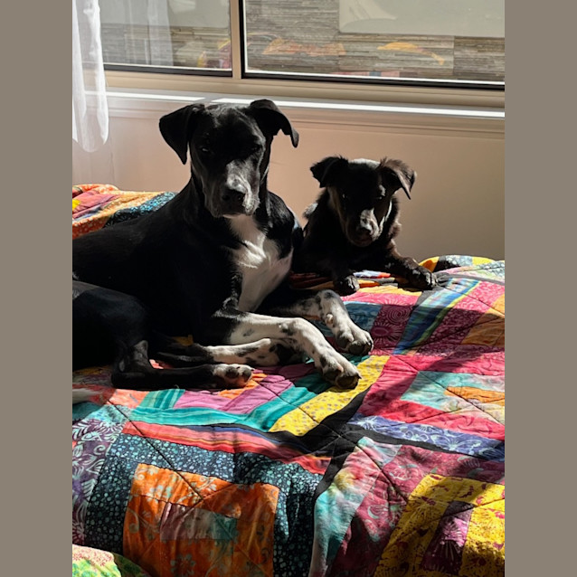 Photo of Kandie *$250 Adoption Fee*