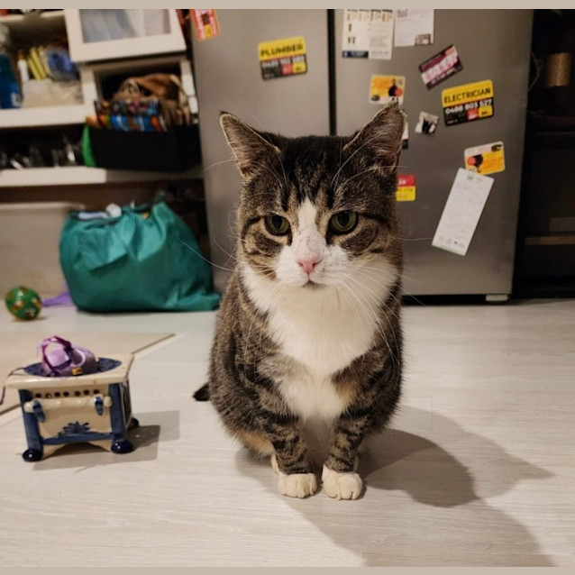 Photo of Toby