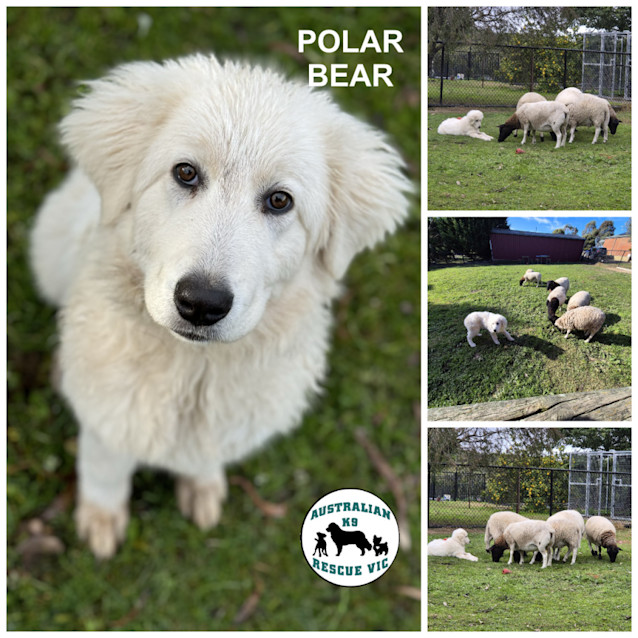 Photo of Polar  Bear 