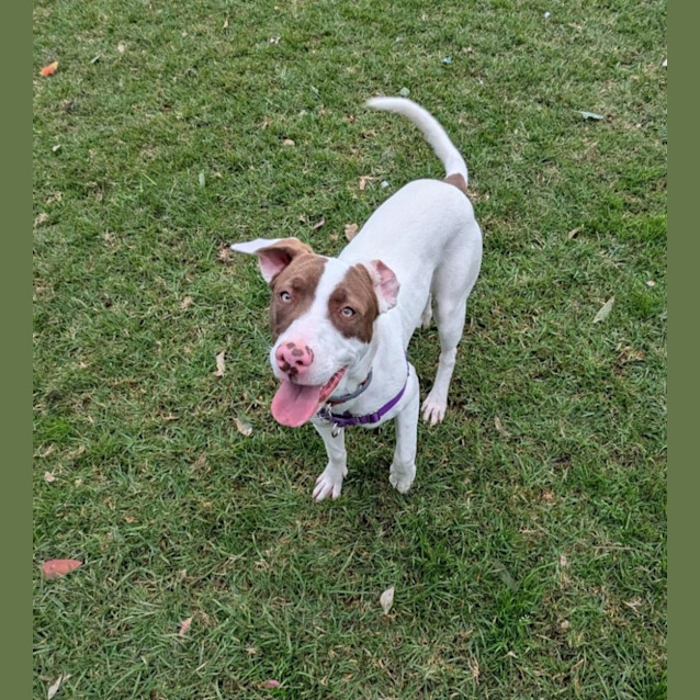 Photo of Ophelia