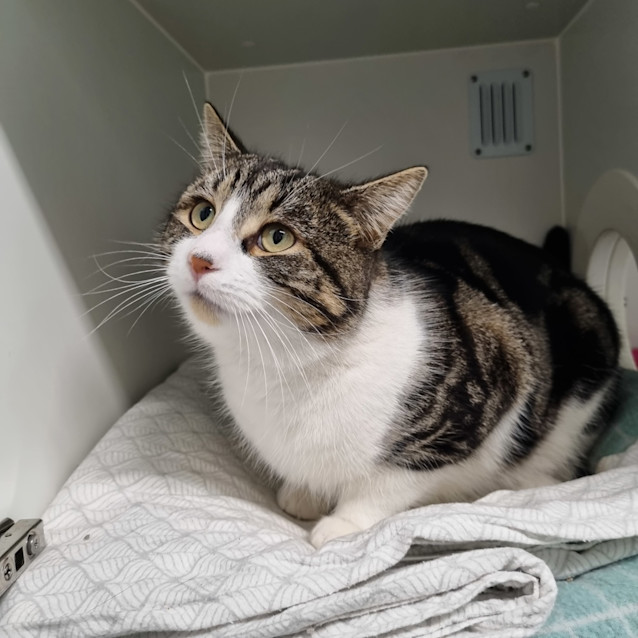 Photo of Pancake