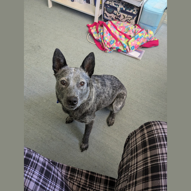 Photo of Trudy Blue   4 Year Old Cattle Dog